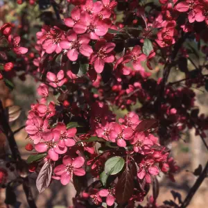 Malus Toringo Scarlett Tree - Crab Apple Ornamental Tree, Deep Pink Flowers, Hardy, Low Maintenance (5-6ft)