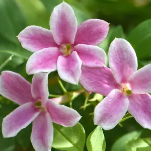 Jasminum Starry Starry Summer Scent Climbing Shrub - Fragrant Pink and White Blooms (15-30cm Height Including Pot)