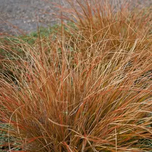 Carex testacea - Ornamental Grass, Orange-Brown Foliage, Compact Size (15-30cm Height Including Pot)