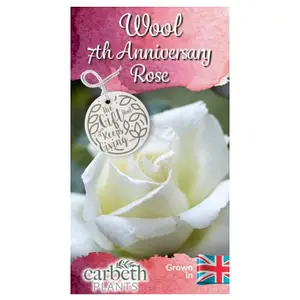 Wool Wedding Rose Bush Gift Wrapped - 7th Anniversary Plant