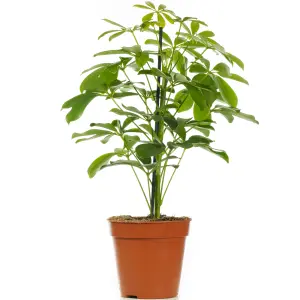 Schefflera Nora - Indoor House Plant for Home Office, Kitchen, Living Room - Potted Houseplant (30-40cm)