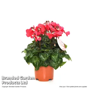 Houseplant Cyclamen Persian 10.5cm Potted Plant x 1