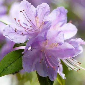 Rhododendron Moerheim Garden Plant - Stunning Light Purple Blooms, Compact Size (20-30cm Height Including Pot)