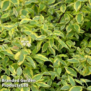 Cornus Alba Gouchaultii 3.6 Litre Potted Plant x 2