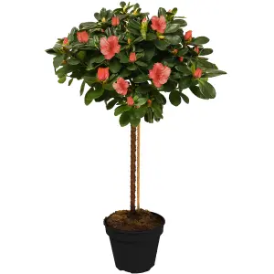 Orange Azalea Japonica Tree Trees for Small Gardens Border Patio Potted Plants Lollipop Stem Tree