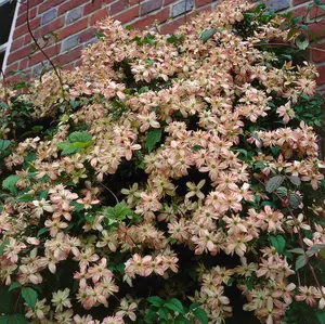 Clematis Montana Majorie in a 9cm Pot