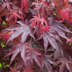 Acer Bloodgood - Deep Red Foliage, Outdoor Plant, Ideal for Gardens, Compact Size (50-70cm Height Including Pot)