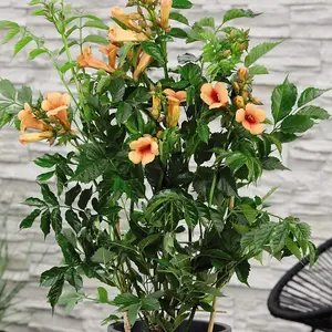 Campsis Indian Summer 2 Litre Potted Plant x 3