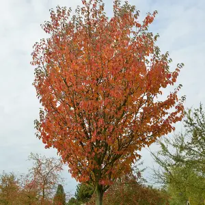 Malus Tschonoskii Tree - Crab Apple Ornamental Tree, Colour-Changing Foliage, White Flowers, Hardy (5-6ft)