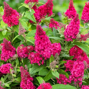 Buddleia Butterfly Candy Little Ruby - Compact Size, Red Flowers, Attracts Butterflies (15-30cm Height Including Pot)