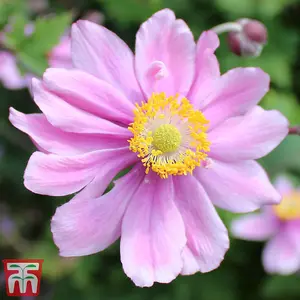 Anemone Hybrida Serenade 3 Litre Potted Plants x 1