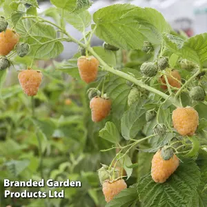 Raspberry (Rubus) Twotimer Sugano Yellow 9cm Potted Plant x 3