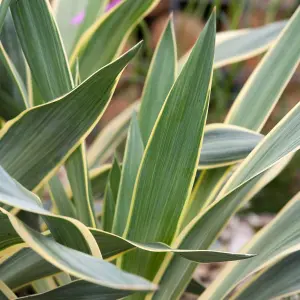 1 x Yucca gloriosa 'Variegata' in 9cm Pot - Amazing Two Tone Foliage