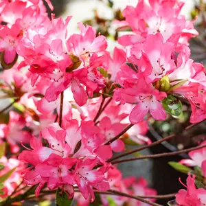 Azalea Izum-no-mai - Compact Evergreen Shrub, Delicate Pink Blooms (20-30cm Height Including Pot)