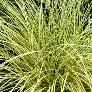 Carex Jenneke - Graceful Ornamental Grass, Compact Size, Versatile (15-30cm Height Including Pot)