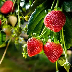 3 x Strawberry Hapil Fruit Plants - Hardy Garden Bushes in 9cm Pots