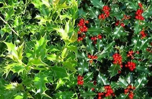 Direct Plants 10X 3-4FT ILEX AQUIFOLIUM 'ALASKA' HOLLY PLANTS - EVERGREEN HEDGING TREES - 2L