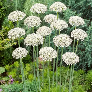 Allium Nigrum Flowering Bulbs - Striking Monochrome Blooms (25 Pack)