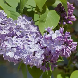 Common Lilac Tree 40-60cm Tall Shrub, Fragant Purple Flowers, Syringa Vulgaris 3FATPIGS