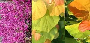 Cercis Canadensis The Rising Sun North American Redbud Tree 3ft Supplied in a 3 Litre Pot