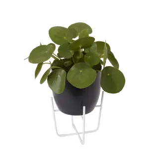 Verve Black Ceramic Plant pot (Dia) 14cm, (H)13cm, 1.4L