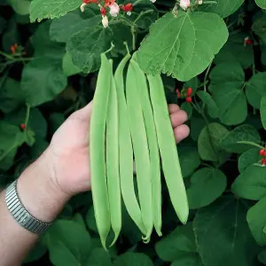 Runner Bean St George 1 Seed Packet