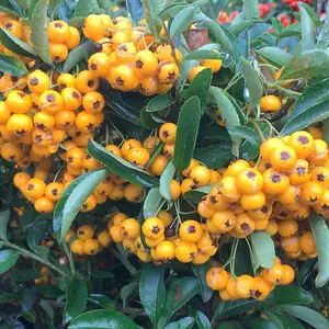 Saphyr Jaune Firethorn Outdoor Shrub Plant Pyracantha Garden Plants 2L Pot