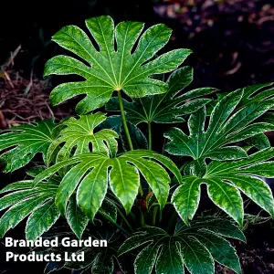 Fatsia japonica Spider's Web 9cm Pot x 2