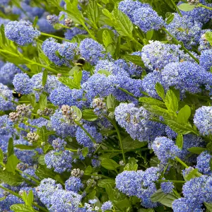 Ceanothus Victoria - Outdoor Flowering Shrub, Ideal for UK Gardens, Compact Size (15-30cm Height Including Pot)