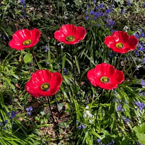 Cast Iron Poppy Dish Wild Bird Feeders (Set of 5)