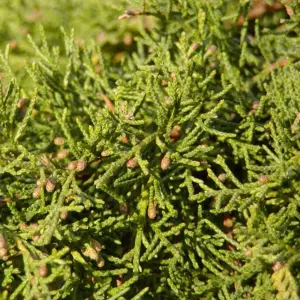 Juniperus Pfitzeriana Aurea - Golden Foliage, Compact Evergreen Shrub (20-30cm Height Including Pot)