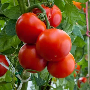 Tomato Crimson Crush F1 1 Seed Packet