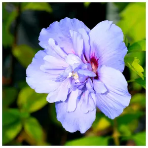 Hibiscus Syriacus Lavender Chiffon / Rose of Sharon in 2L Pot, Double Flowers 3FATPIGS