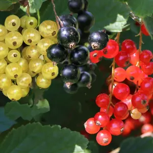 Currant Ribes Fruit Plant Trio in 5L Pot - Three Fruit Bushes Growing in One Pot - Red, White & Black - Tasty Summer Fruit