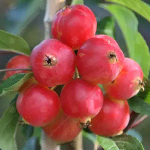 Malus Fruitilicious Tree - Crab Apple Tree, White Spring Blossoms, Low Maintenance (5-6ft)