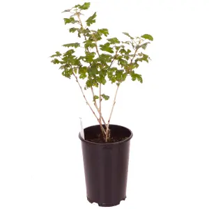 1 x Gooseberry Plant 'Invicta' in a 2L Pot - Supplied as an Established Plant Ready to Plant Out - Potted Gooseberry Bushes for Ga