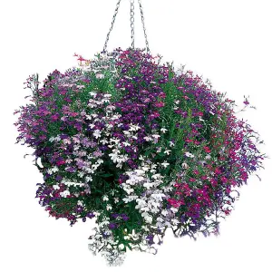 Lobelia Cascade Mix 1 Seed Packet (1000+ Seeds)