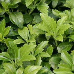 Japanese Spurge Outdoor Shrub Plant Pachysandra Terminalis 1.5L Pot