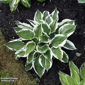 Hosta Patriot 3 Litre Potted Plant x 1