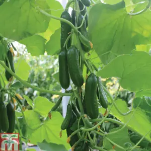 Cucumber Nimrod 1 Seed Packet (4 Seeds)