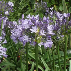 Agapanthus Megans Mauve - Agapanthus africanus, Deciduous Perennial (10-20cm Height Including Pot)