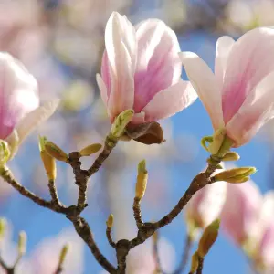 Magnolia x Soulangeana White Flowering Outdoor Shrub Plant 10L Pot 70cm - 90cm