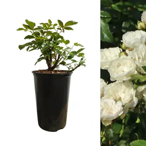 Rose Bush Crystal Fairy in 14cm Pot - White Summer Autumn Outdoor Low Growing Groundcover Plant for Bedding, Containers or Borders