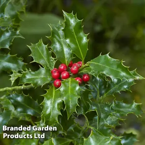 Holly Tree 'Green Alaska' Standard - 2 Litre Potted Plant x 2