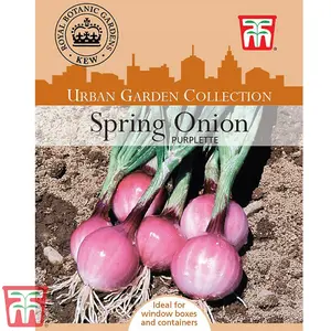 Spring Onion Purplette 1 Seed Packet (250 Seeds)