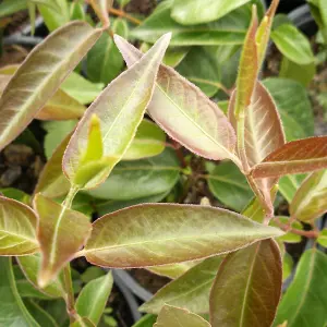 Lonicera Copper Beauty - Scented Honeysuckle Plant - Climbing Plant in a 9cm Pot