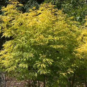 Sambucus Sutherland Gold Established Plant in a 3L Pot