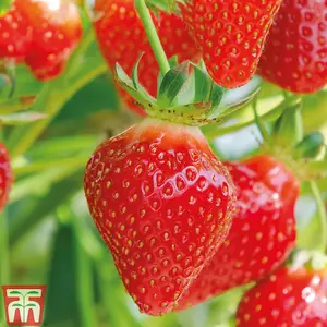 Strawberry (Fragaria) Flamenco 24 Bare Roots - Outdoor Fruit Plants for Gardens, Pots, Containers