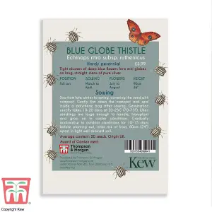 Blue Globe Thistle Promo New Kew Range 1 Packet (20 Seeds)