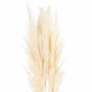 UK Homeliving Cream Pampas Grass Stem